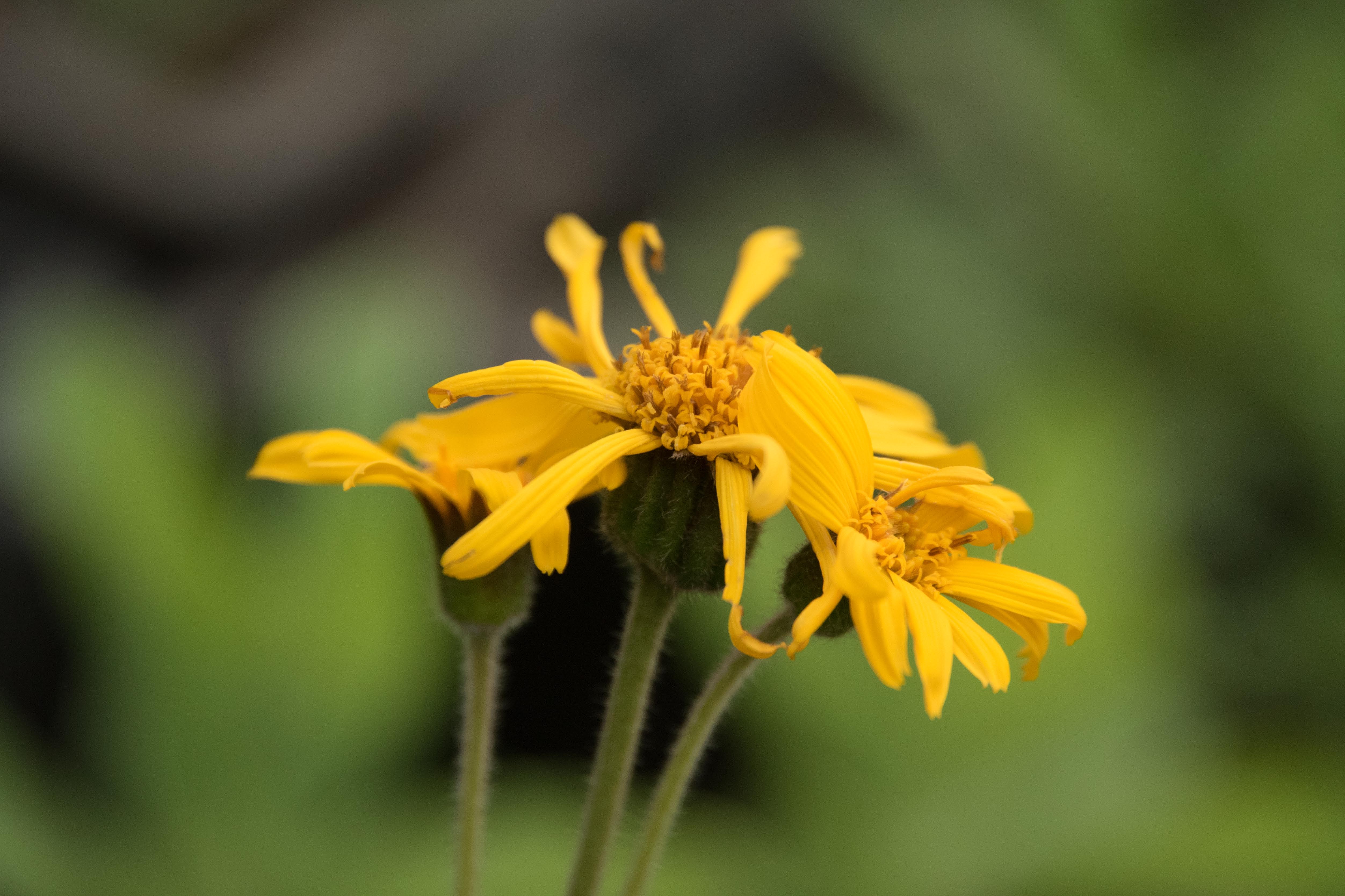 Arnica montanaValkruid, Wolverlei bestellen